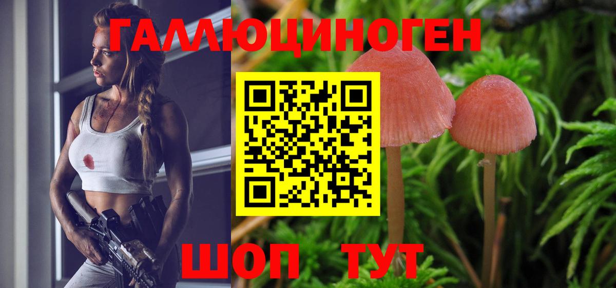 Чистополь  Псилоцибиновые грибы Psilocybine cubensis  Вход с VPN 